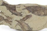 Fossil Fish (Gosiutichthys) Mortality Plate - Wyoming #357158-1